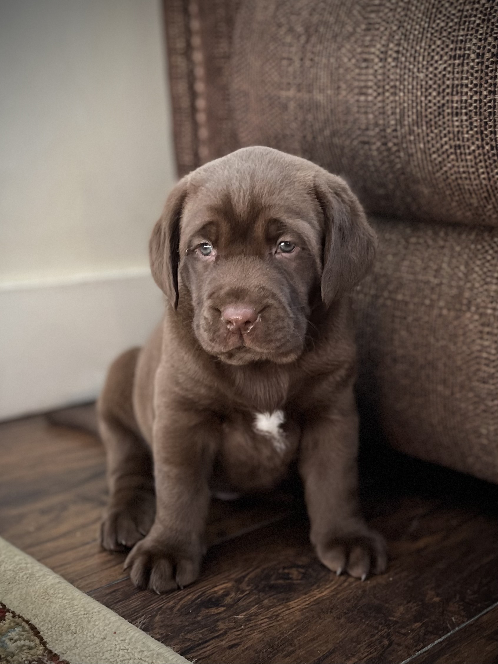 Sweet Chocolate Lab Puppy for  Sweet Chocolate Lab Puppy for that special valentine! AKC registered, shots and papers. Well socialized. Ready to go home 02/04. (208)877-1032