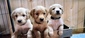 AKC GOLDEN RETRIEVER PUPPIES <br>First  AKC GOLDEN RETRIEVER PUPPIES  First vaccines, dewormed, microchipped, very sweet & cuddly. Colors range from dark red to light, both parents on site, well socialized, raised inside, all go home with puppy package. Call or text   208-755-1076