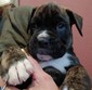 PUREBRED EUROPEAN/AMERICAN BOXER PUPPIES <br>3  PUREBRED EUROPEAN/AMERICAN BOXER PUPPIES  3 male reverse brindle and 1 female fawn boxer puppy. Tails docked, dew claws removed, 1st set of shots, vet wellness check, and dewormed. Loving, playful and intelligent. Both parents on site. They will be ready for their new home on 10/22/22. $500 deposit. Call or Text me to come see them. $1200.   (208) 916-5681