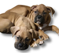 2 BOXER PUPPIES AVAILABLE <br>1  2 BOXER PUPPIES AVAILABLE  1 boy, 1 girl 9 weeks old Fawn in color, paper trained, very sweet with little kids already. Please call for more info or to come see- Located in Post Falls   Shelli 805-550-3732