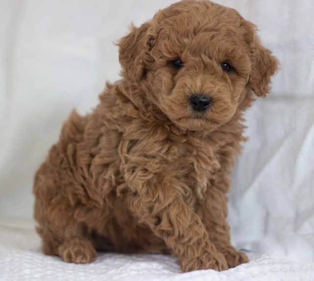 Miniature F1B Goldendoodles Born 12/06/22  Miniature F1B Goldendoodles Born 12/06/22 Current Shots, vet check, health guarantee, leash and crate training. Parents OFA certified $2,500 each. Taking deposits. Plains, MT Call or text: (406)242-0634 Website: www.cuddlycompanions.co